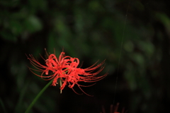 紅の輝き