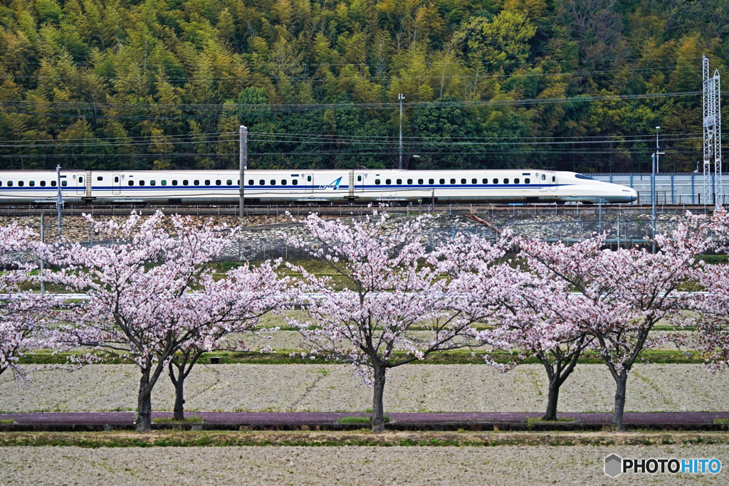 桜と新幹線①