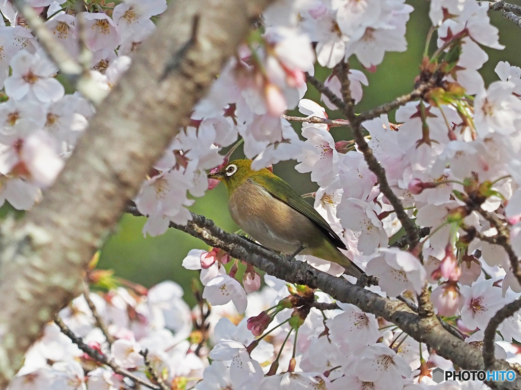 桜トメジロー