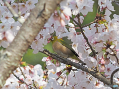 桜トメジロー