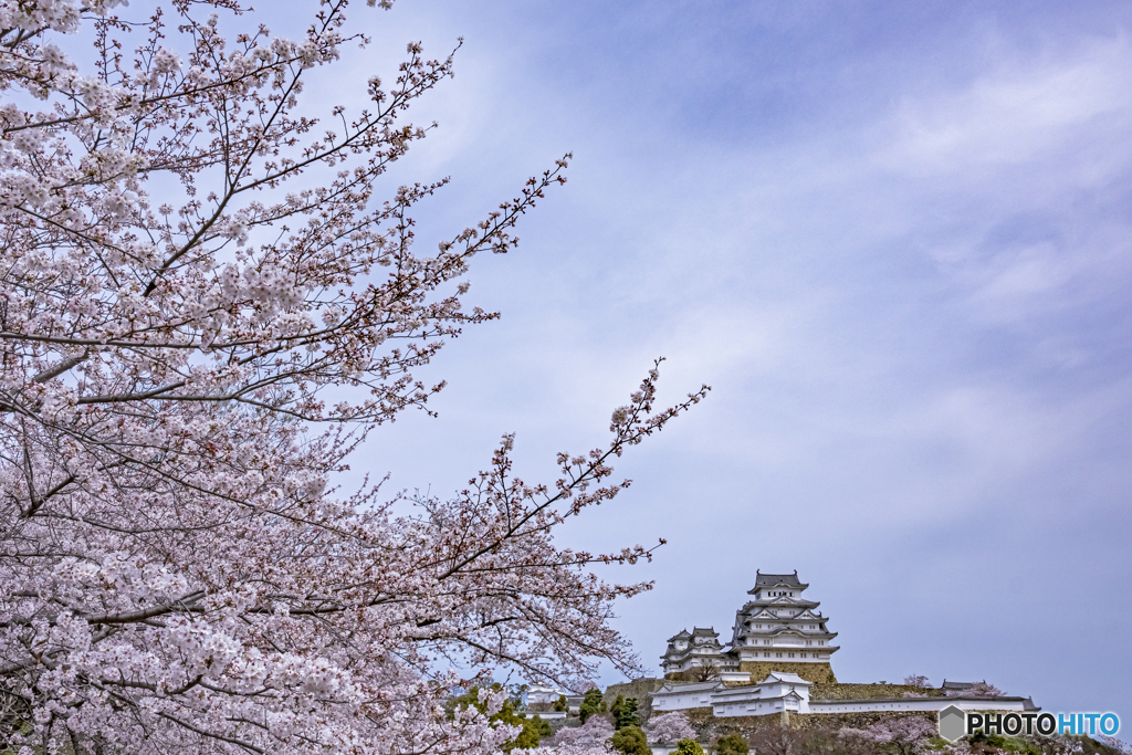 姫路城と桜⑥