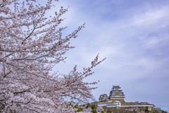 姫路城と桜⑥