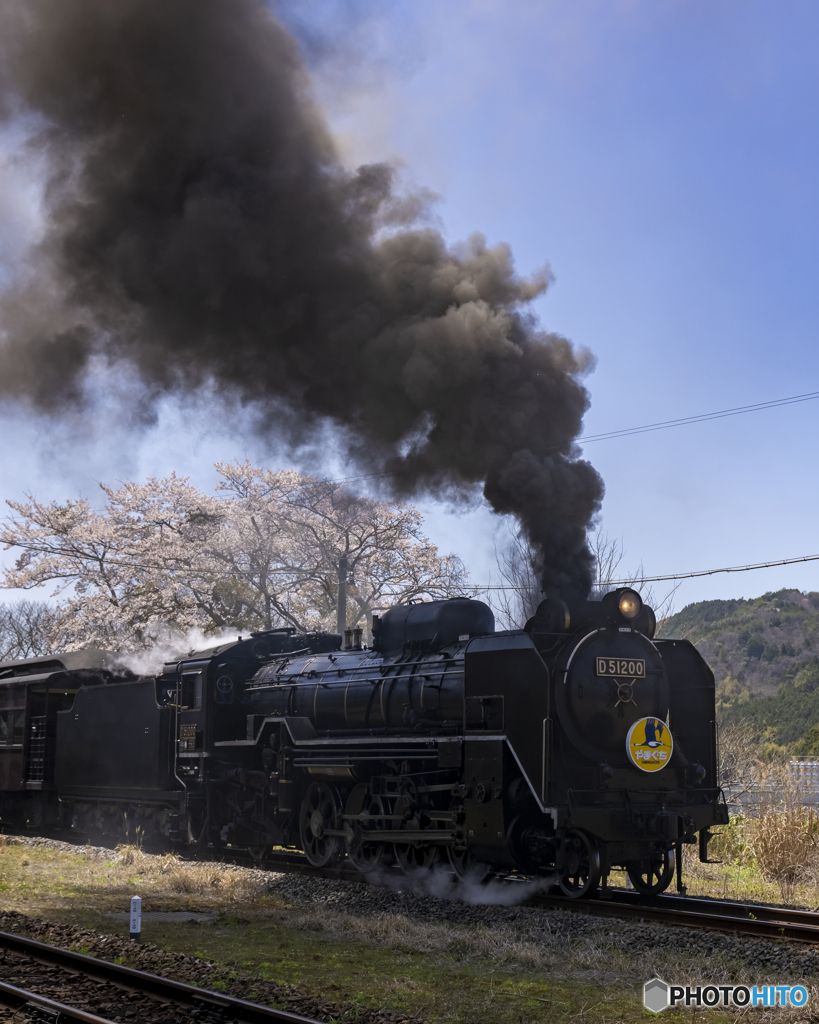 D51と桜