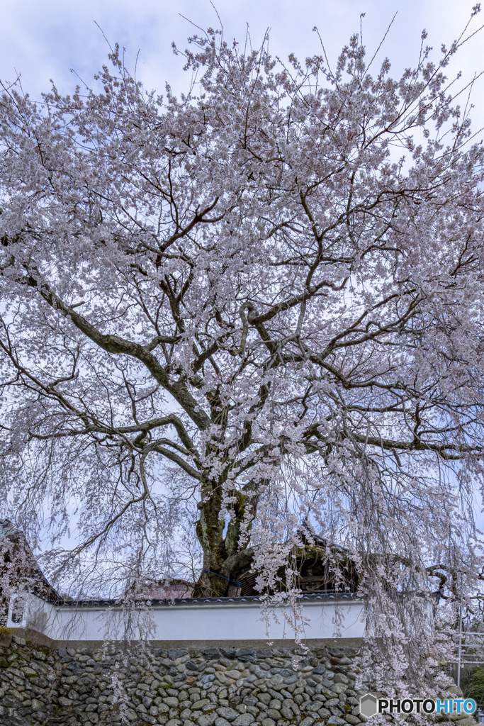 大糸桜①