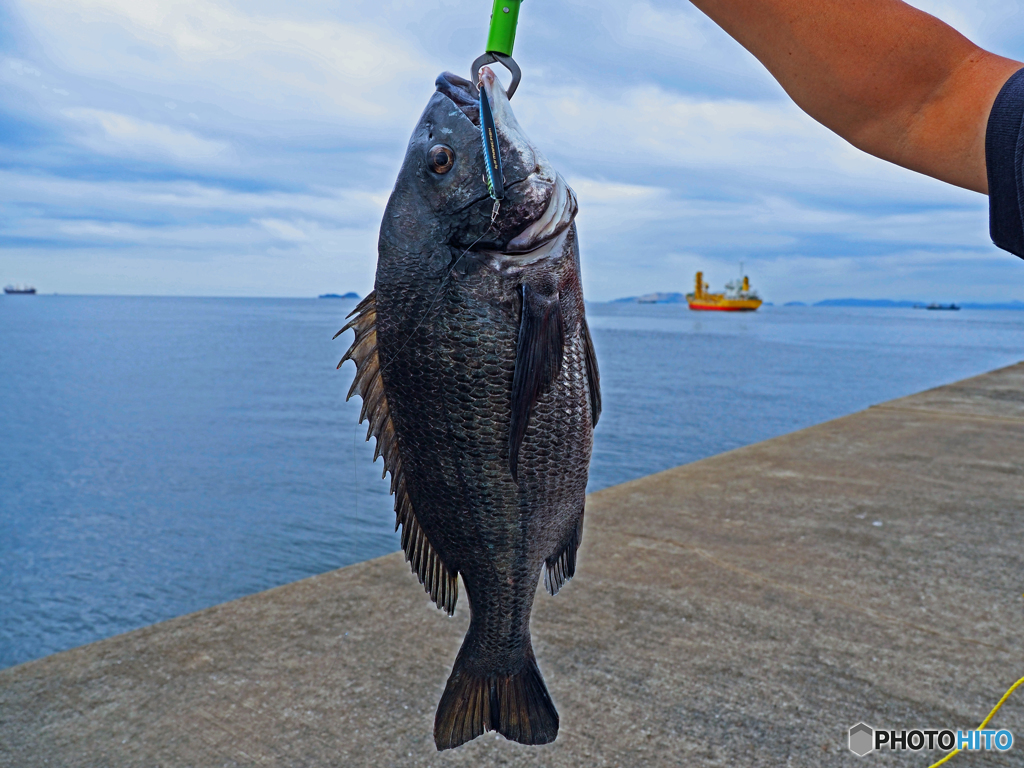 シーバス狙いでチヌを釣る！