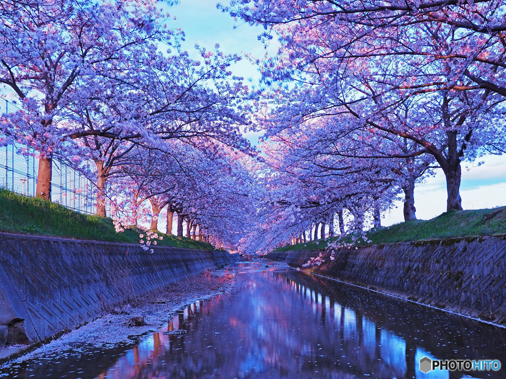 花筏を狙うも（東側）