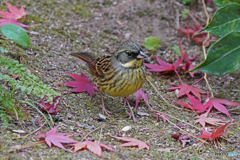 アオジ②