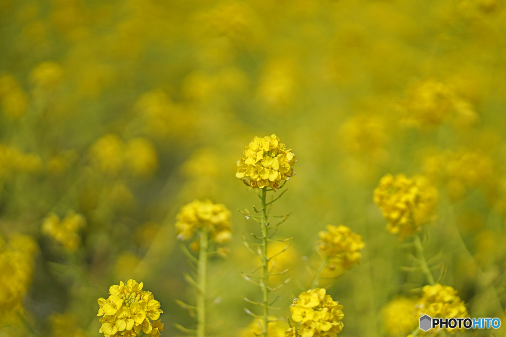 菜の花畑③