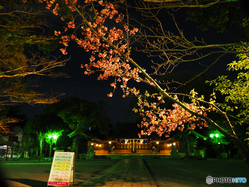 護国神社と桜