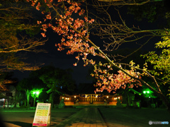 護国神社と桜