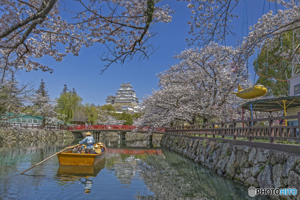 姫路城と桜④