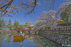 姫路城と桜④