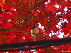 紅葉と鳥