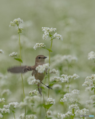 白そばの花とノビタキ①
