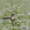 白そばの花とノビタキ①