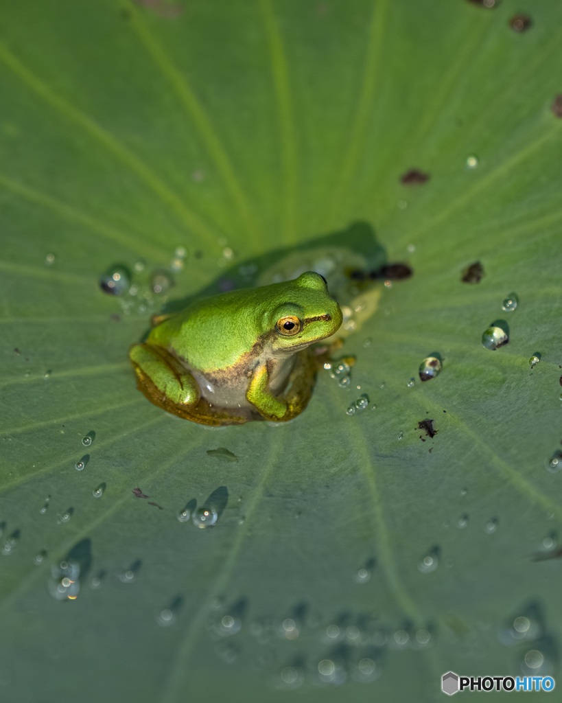 蓮の花とアマガエル④