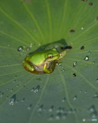 蓮の花とアマガエル④