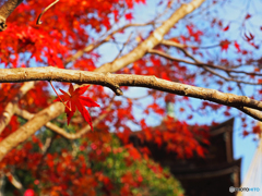 紅葉と五重塔
