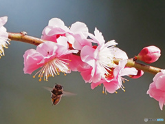 梅と蜜蜂②