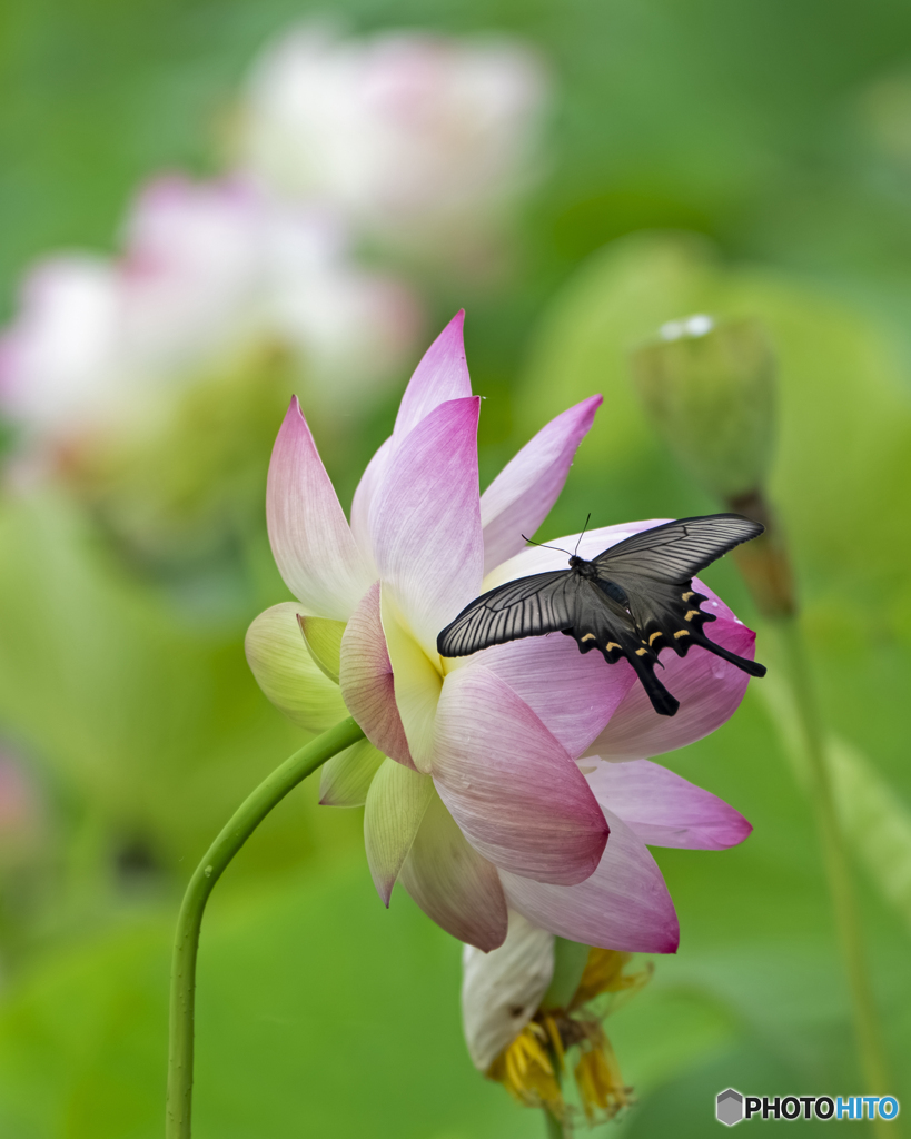 蓮の花と蝶