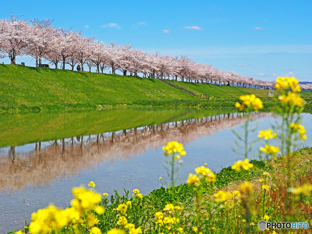 逆さ桜と菜の花