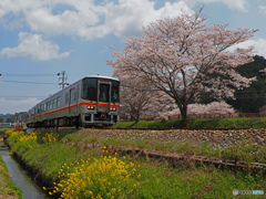 姫新線と桜②