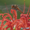 彼岸花とトンボ②