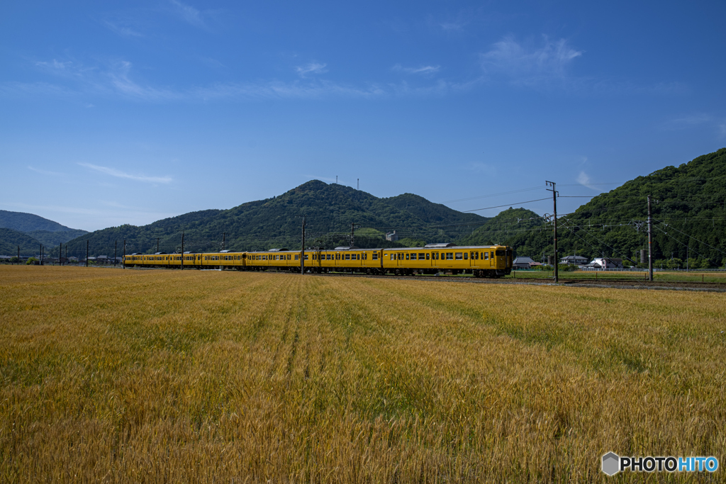麦畑と列車