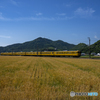 麦畑と列車