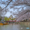 姫路城と桜②