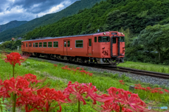 彼岸花と列車②