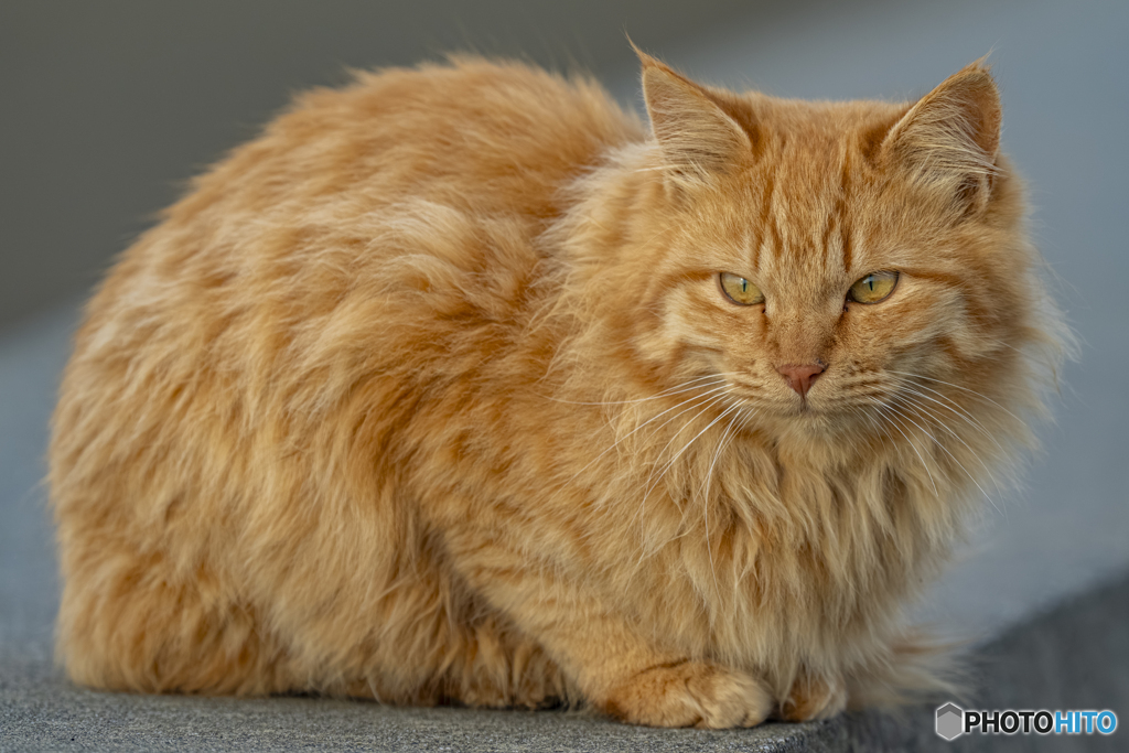 猫