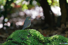 コルリ♀②