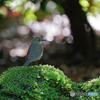 コルリ♀②