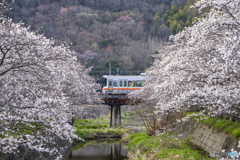 姫新線と桜