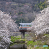 姫新線と桜