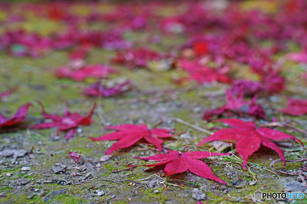 八徳山八葉寺⑤
