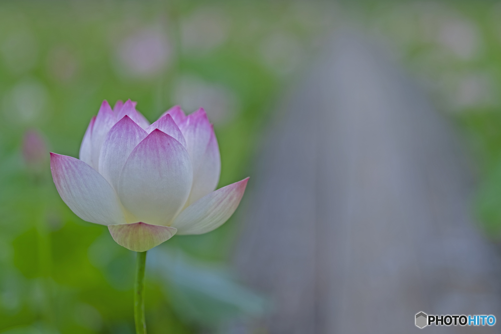 蓮の花②