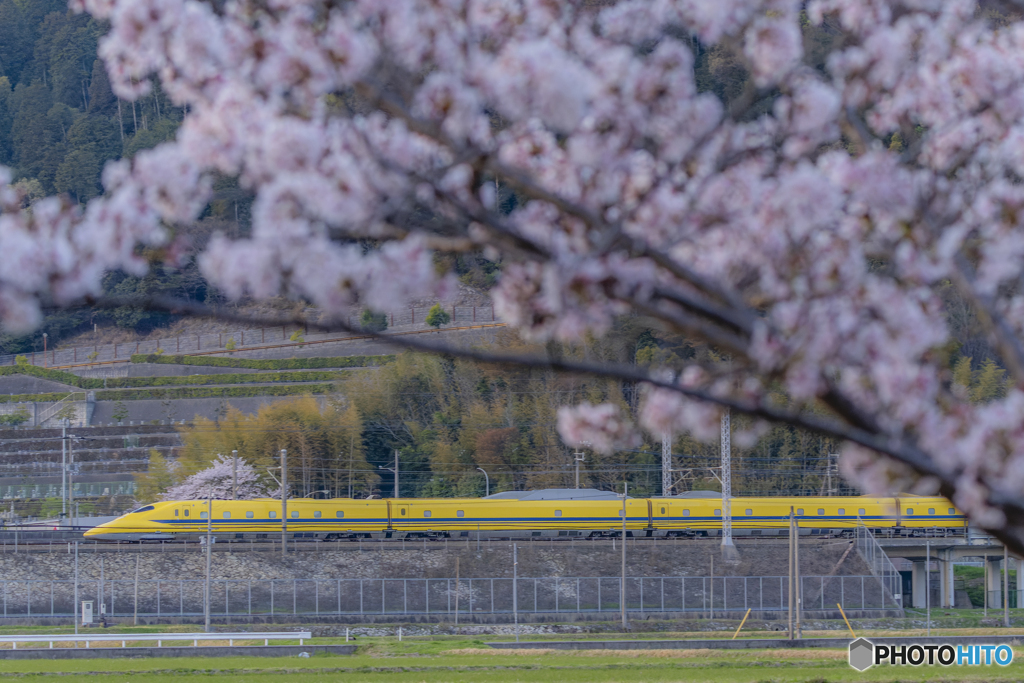 新幹線と桜②