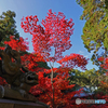 八徳山八葉寺④