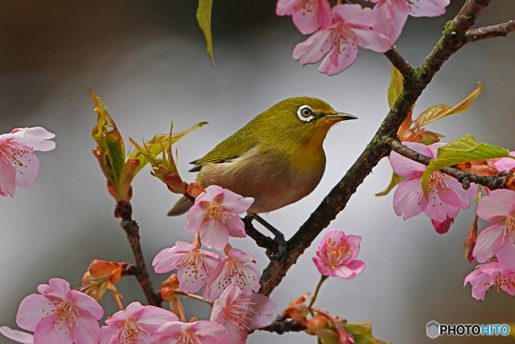 桜ジロー⑦