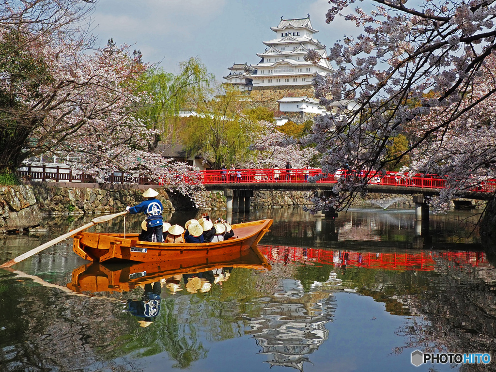 姫路城と桜