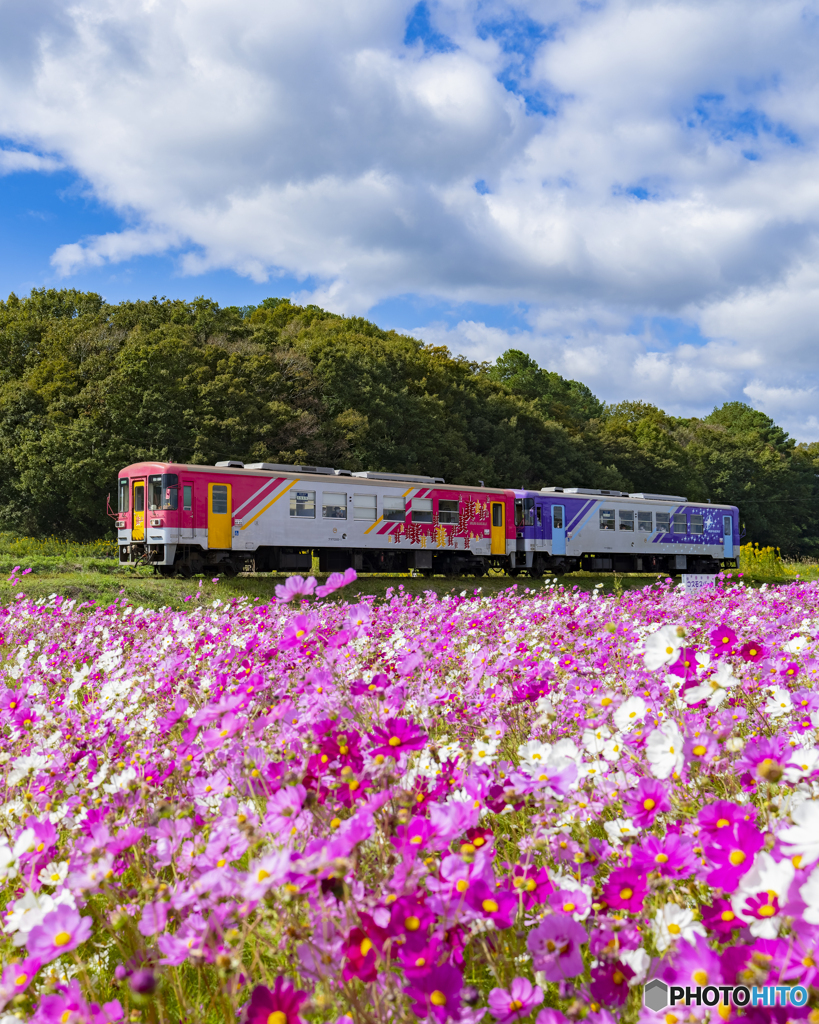 北条鉄道とコスモス