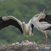 コウノトリ②