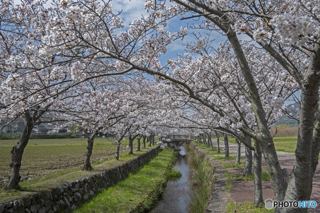 桜