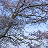 北条鉄道と桜