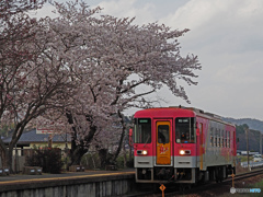 北条鉄道と桜③