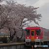 北条鉄道と桜③