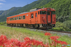 播但線と彼岸花④