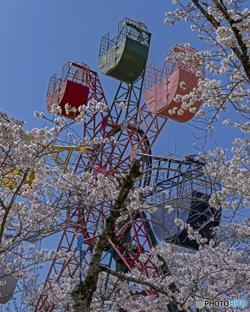観覧車と桜